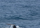 Whale watching
